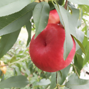 Jin Ping Mei Flat Nectarine Tree (金苹美油蟠桃)