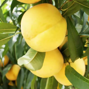 Jinyu Yellow Peach (金钰黄桃)