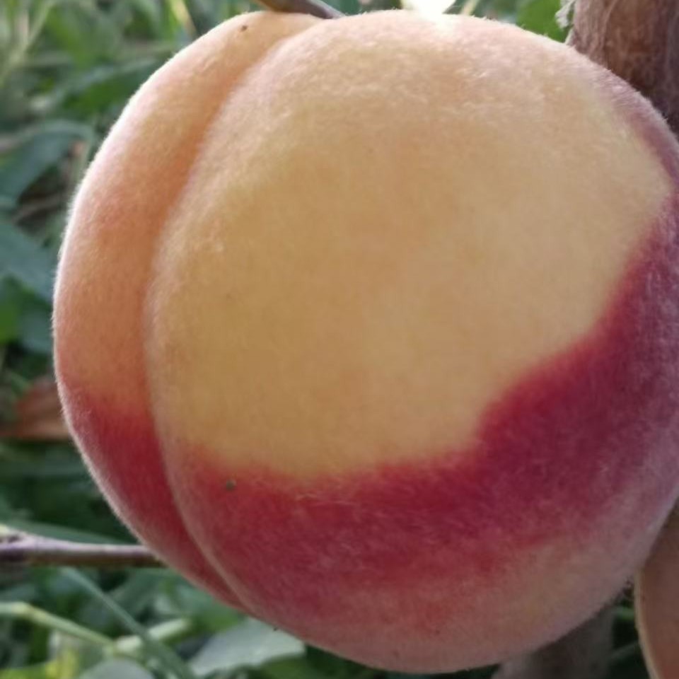 Jinxiang Honey Crisp Yellow Peach (金香脆蜜黄桃) - Image 2