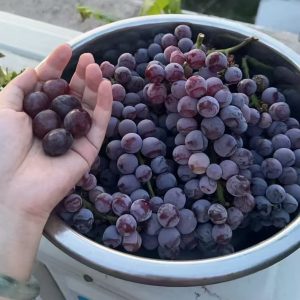 Oriental Jasmine Grape Vine (东方茉莉葡萄苗)