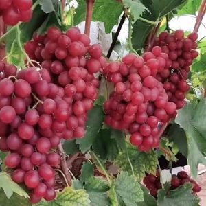 China Red Rose Grape Vine (中国红玫瑰葡萄苗)