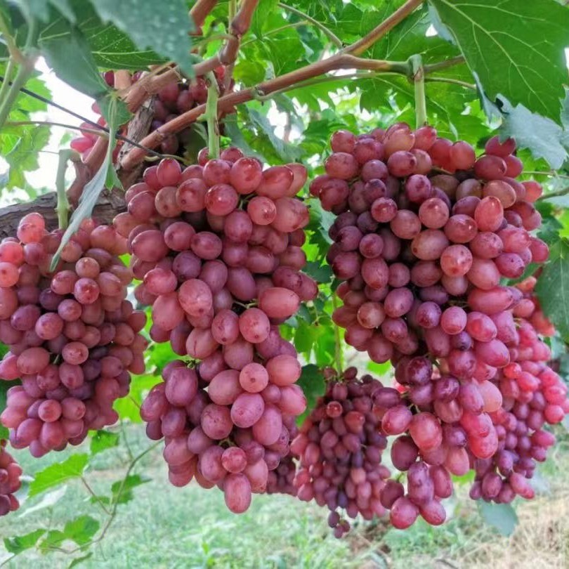 China Red Rose Grape Vine (中国红玫瑰葡萄苗) - Image 2