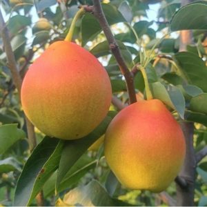 Zhongli Jinfu Asian Pear Tree (中梨金福)