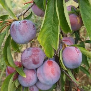 May Crisp Plum Tree (五月脆李)