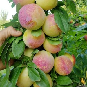 Babao Dan Plum Tree (八宝丹李)