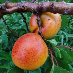Beizhai Red Apricot Tree (北寨红杏)