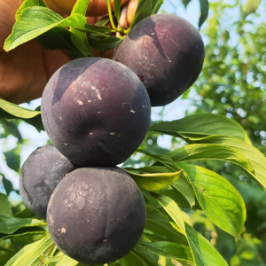 Taiwan Black Sweet Plum Tree (台湾黑甜李)