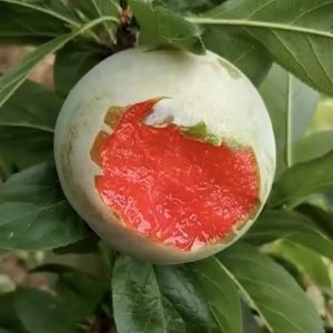 Weidi Plum Tree (味帝李)