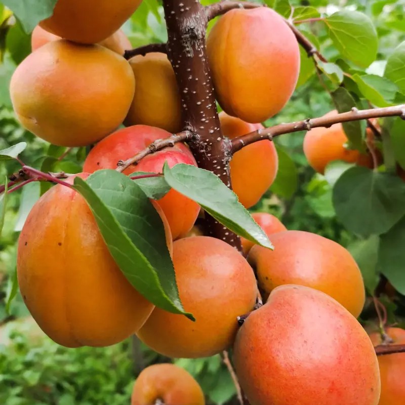 Guozhixian Apricot Tree (国之鲜杏)
