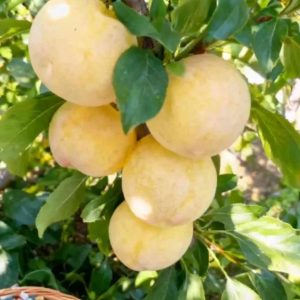 Guofeng No. 17 Plum Tree (国峰17号李)