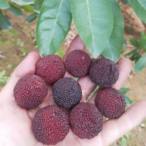 Large-leaf Prince Yangmei (大叶王子杨梅)