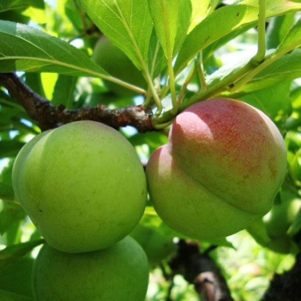 Large Pear Apricot Tree (大梨杏)