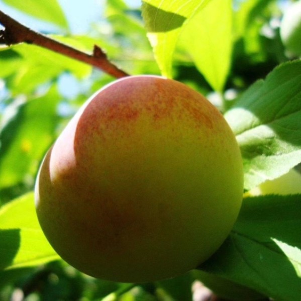 Large Pear Apricot Tree (大梨杏) - Image 2