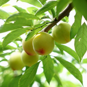 Dafu Zui Plum Tree (大浮醉李)