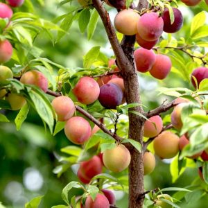 Daishi Early Plum Tree (大石早生李)