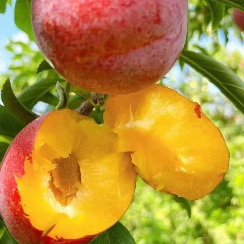 Da Hong Pao Plum Tree (大红袍李)