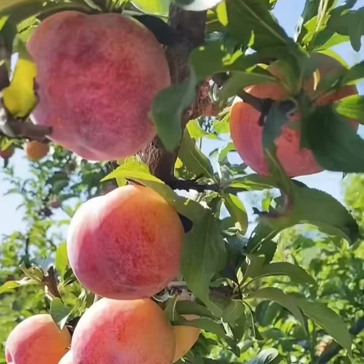 Da Hong Pao Plum Tree (大红袍李) - Image 2