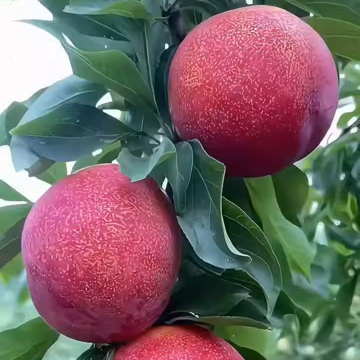 Da Hong Pao Plum Tree (大红袍李) - Image 3