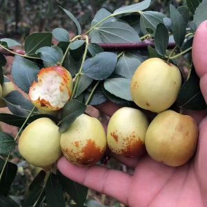 Large Honey Jar Jujube Tree (大蜂蜜罐枣)