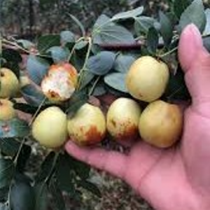 Large Honey Jar Jujube Tree (大蜂蜜罐枣)