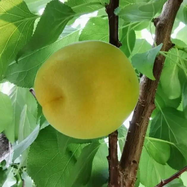 Zihe Apricot Tree (子荷杏)