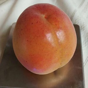 Laoshan No. 2 Apricot Tree (崂山2号杏)