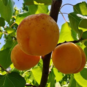 Laoshan No. 2 Apricot Tree (崂山2号杏)