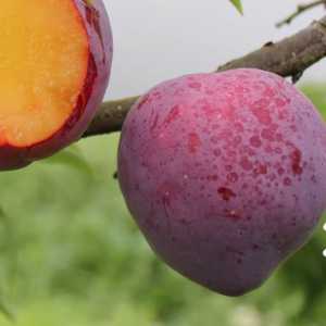 Kawashima Hisada Plum Tree (川岛久田李)