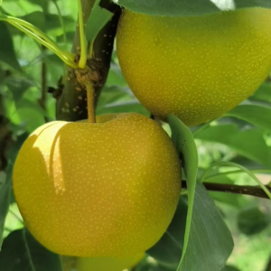 Zaoyue Asian Pear Tree (早月梨)