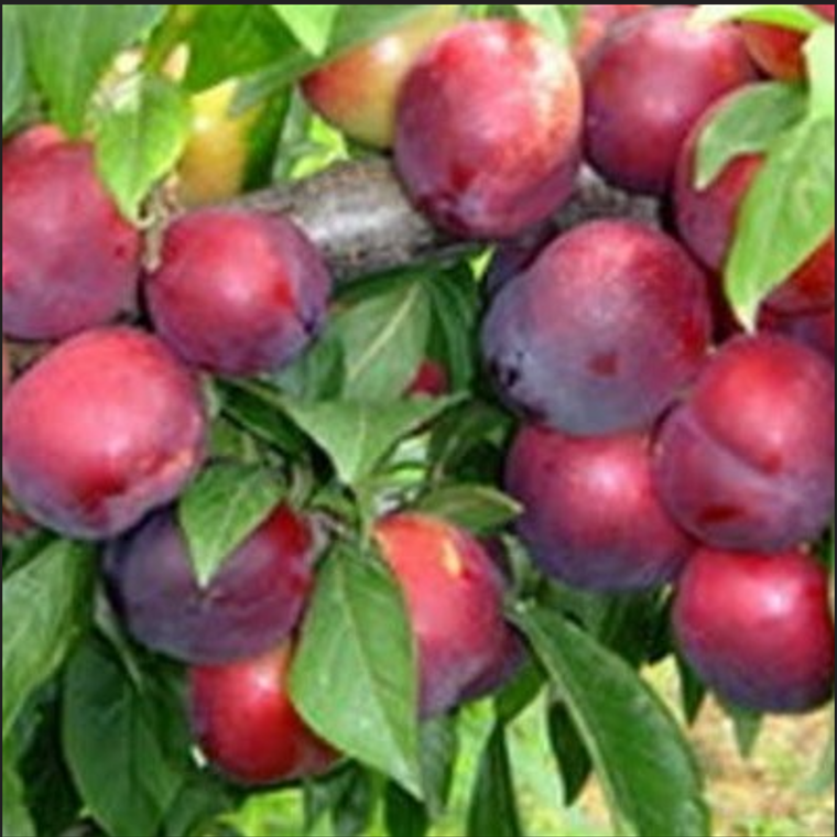 Zaohong Plum Tree (早红李)