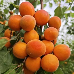 Early Hong Yan  Apricot Tree (早红艳杏)