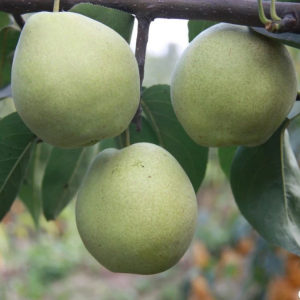 Early Crisp Honey Asian Pear Tree (早酥蜜梨)