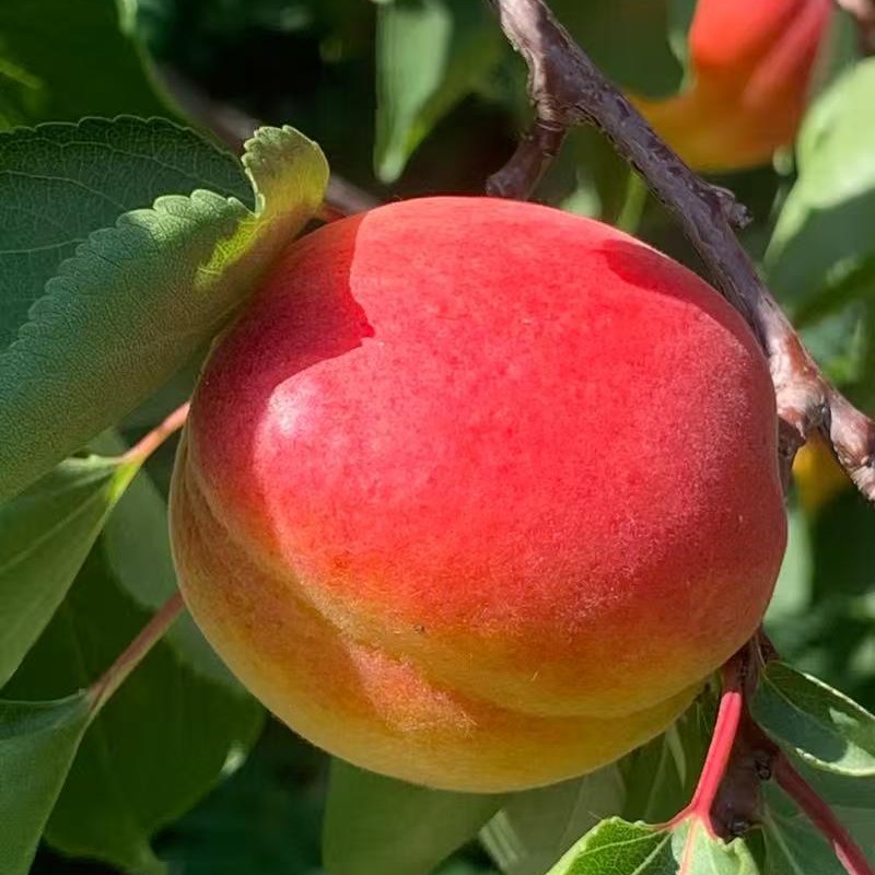 Late Red Apricot Tree (晚红杏)
