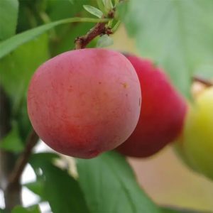 Plum King Plum Tree (李王李)