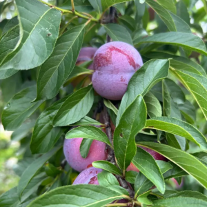 Tongxiang Zui Plum Tree (桐乡槜李)