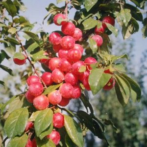 Cherry Plum Tree (樱桃李)