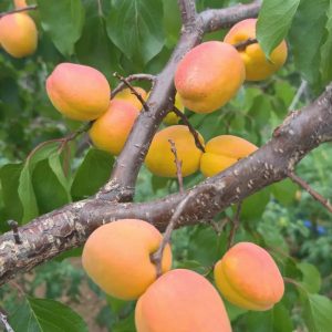 Xiema Apricot Tree (歇马杏)