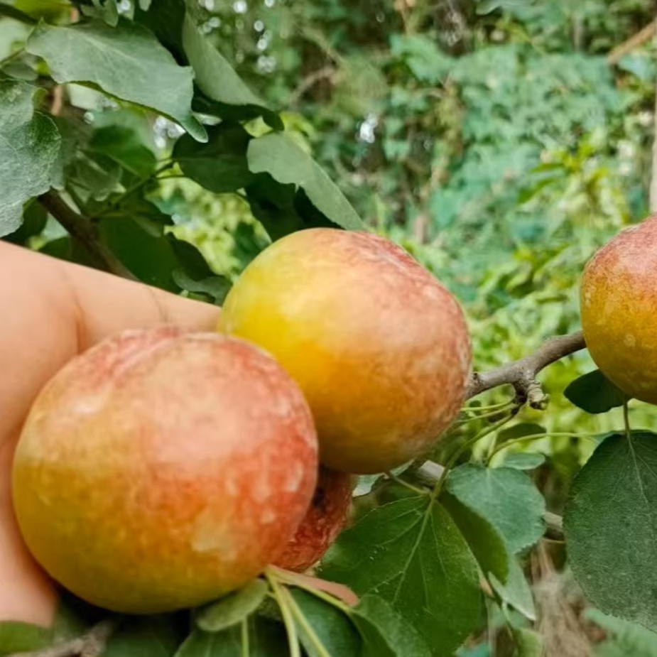 Youpan Apricot Tree (油蟠杏)