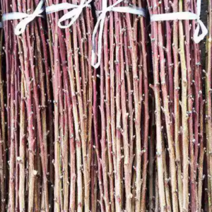 Flat Nectarine Budwood