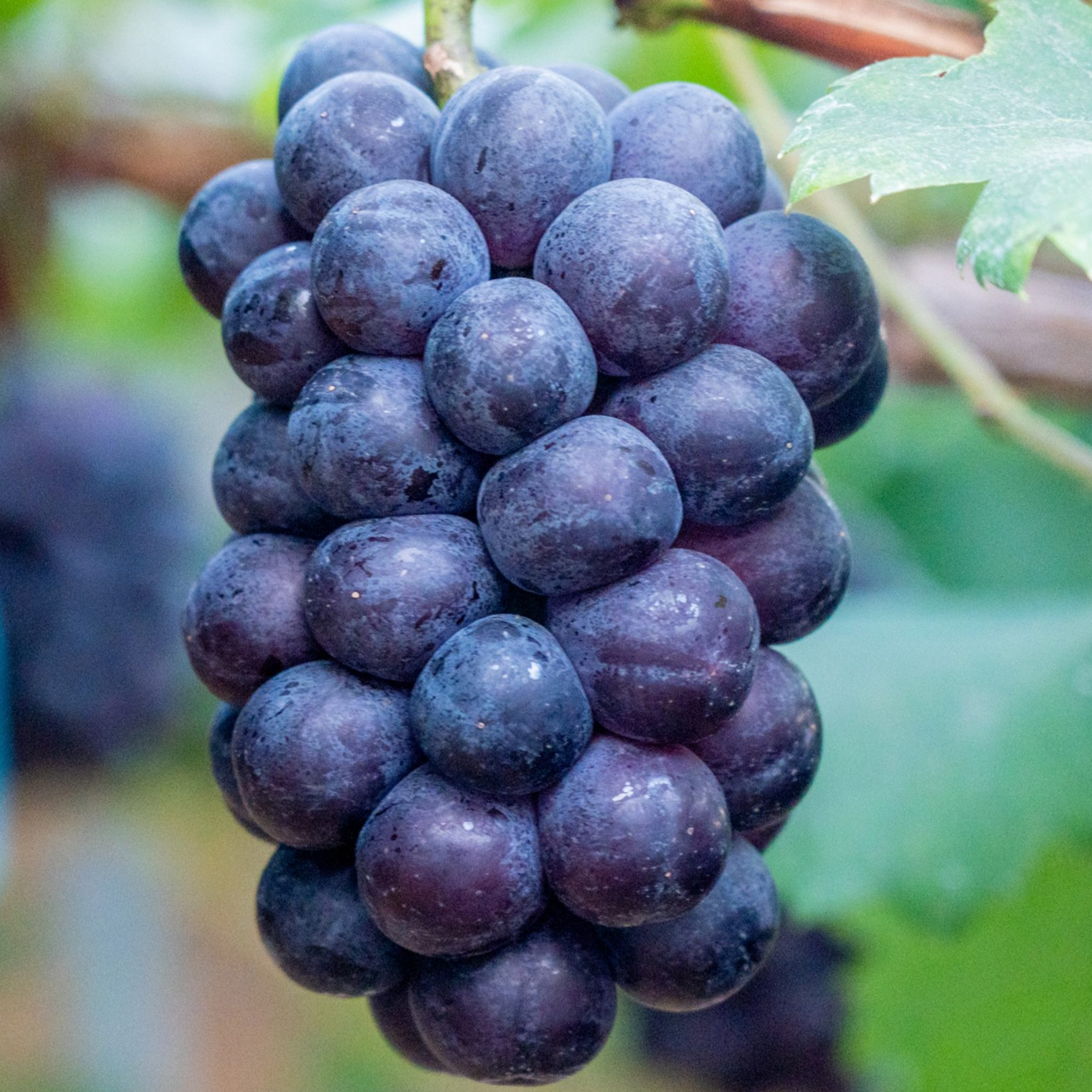 Suzuka Grape Vine (涼香葡萄苗)