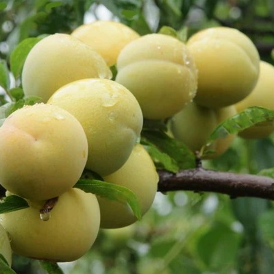 Yuhuang Plum Tree (玉皇李)