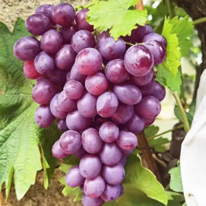Muscat Rose Grape Vine (玫瑰香葡萄苗)