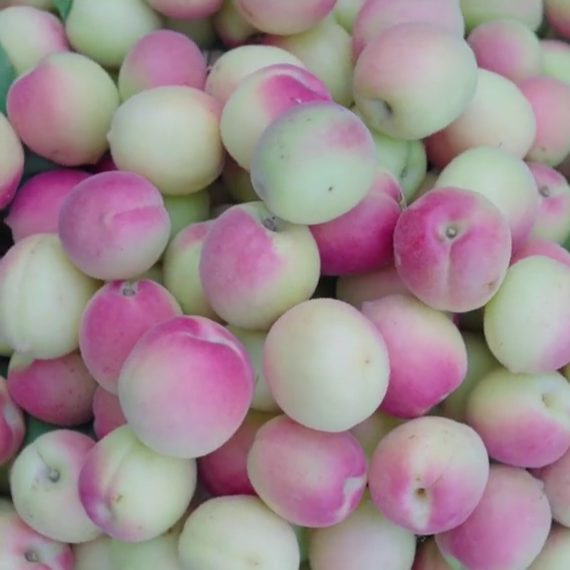 Sweet-Kernel Golden Apricot Tree (甜仁金杏) - Image 2