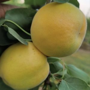 Baishui Apricot Tree (白水杏)