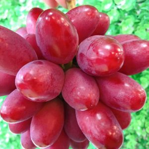 Shinku Grape Vine (神红葡萄苗)