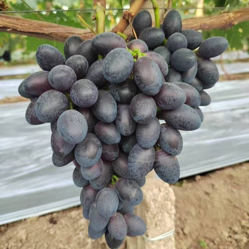 Purple Sweet Seedless A17 Grape Vine (紫甜无核A17葡萄苗) - Image 2