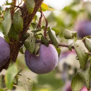 Purple Honey Plum Tree (紫蜜李)