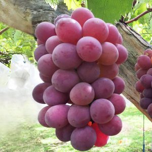 Benifuji Grape Vine (红富士葡萄苗)