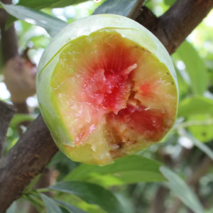 Red-Fleshed Plum Tree (红心李)