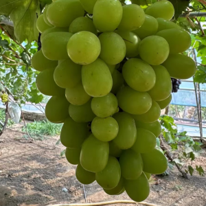 Shaoxing No. 9 Grape Vine (绍星9号葡萄苗)